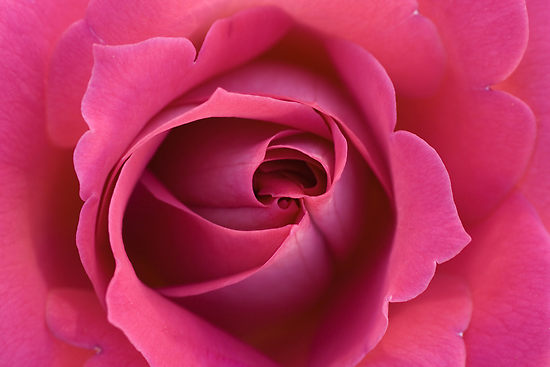 The pink rose picture is not originalbecause my nephew come to my 